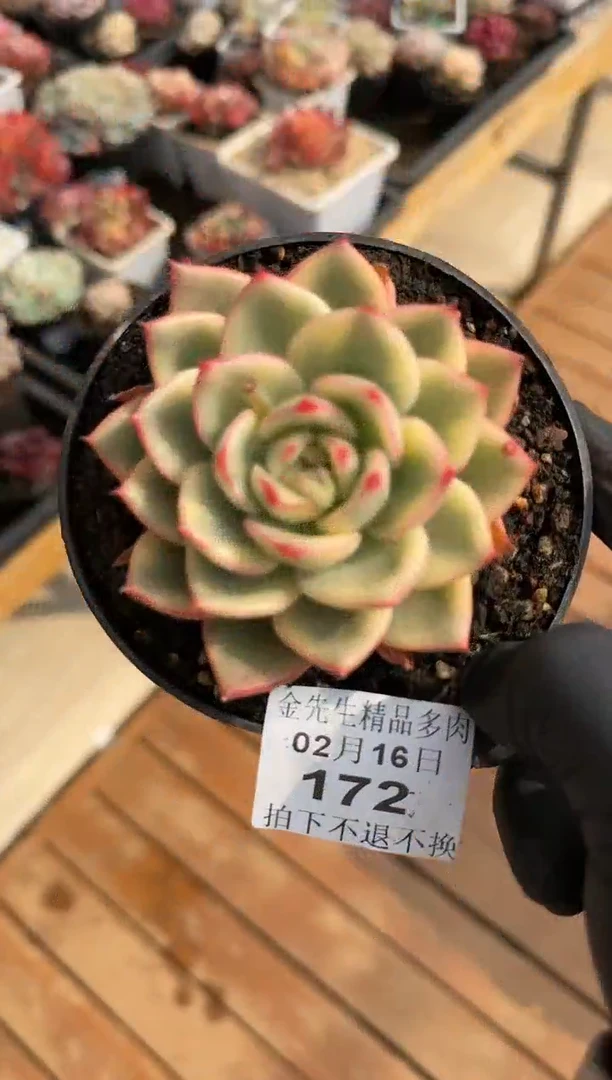 【闪购商品】0216-172蔚蓝锦（大）