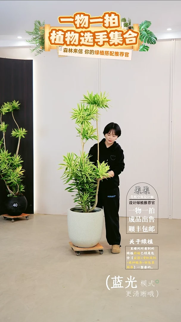 无花朵懂**湾梦幻金边百合竹裸树