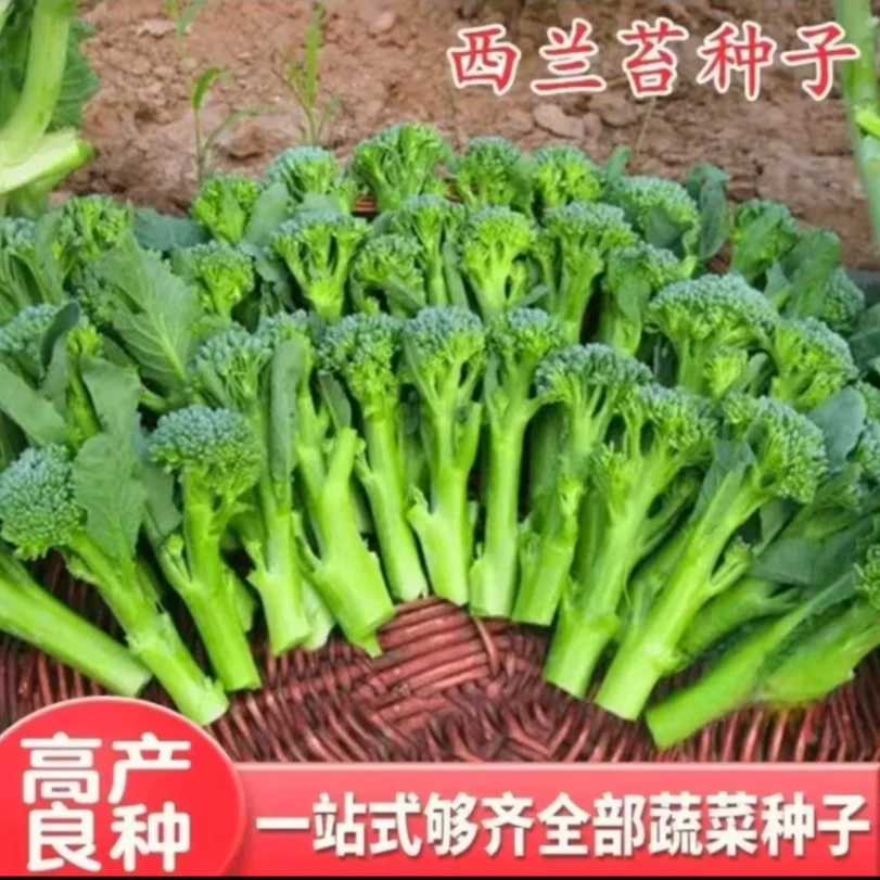 XD【西兰苔种子】菜苔种子蔬菜种子油菜芯籽四季种植盆栽
