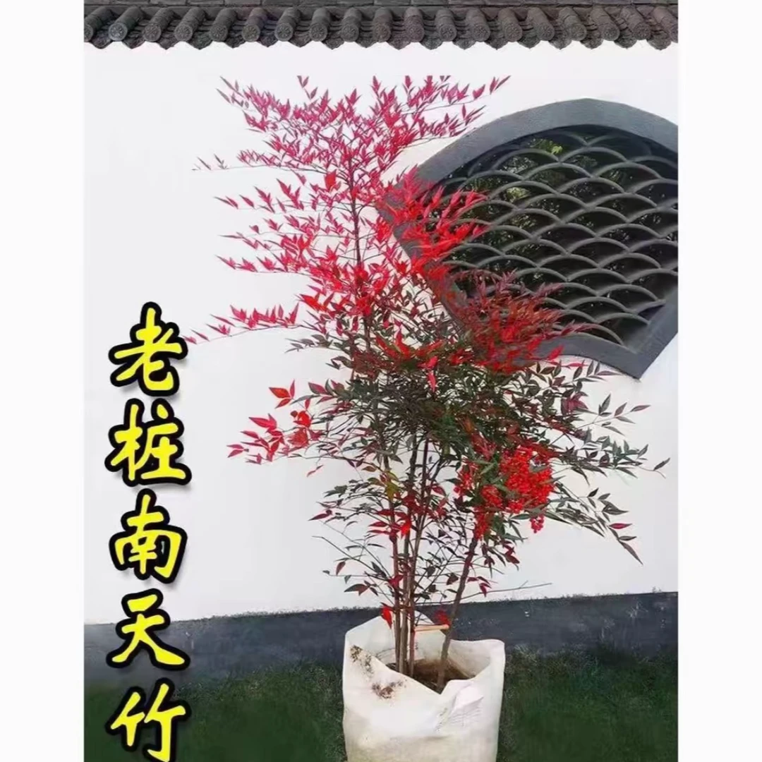 【带老桩根】南天竹水培盆栽绿植火焰红室内带根树苗客厅办公室盆景