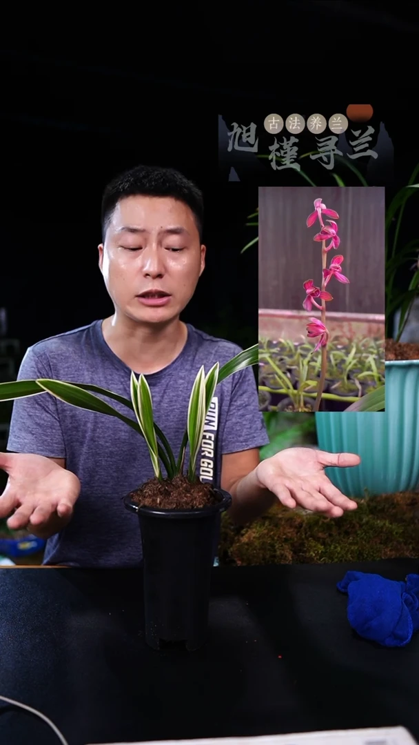 当前无花栽培后可以开花春榜-金线荷（单苗带芽）种好发货