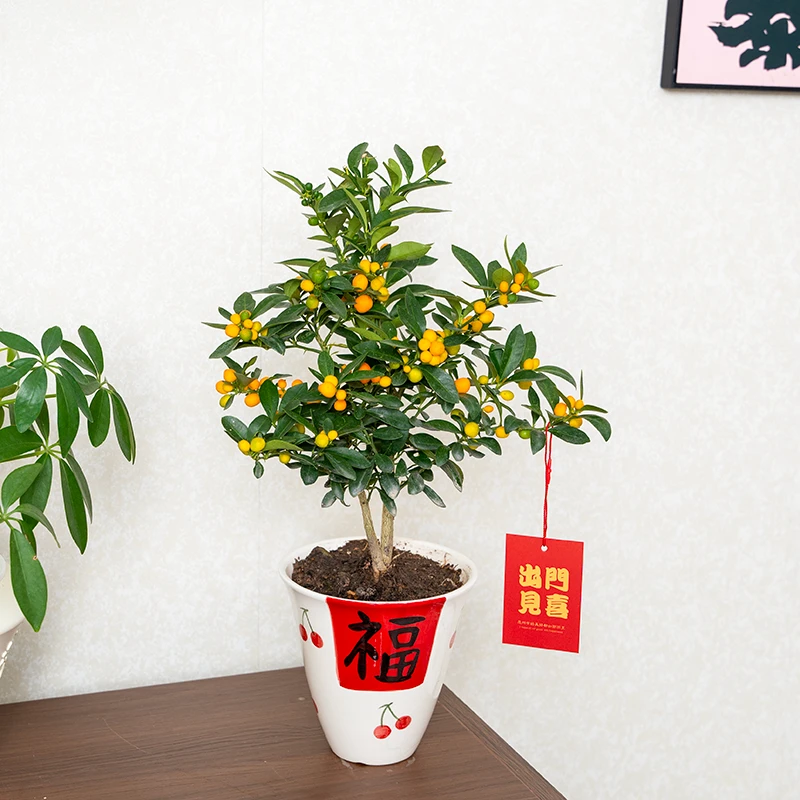 金豆盆栽室内客厅绿植办公室内工位桌面花卉懒人好养植物净化空气