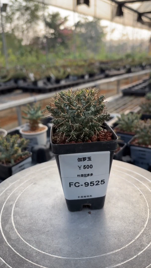 俱利伽罗玉FC-9525