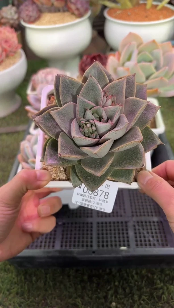 【闪购商品】06878