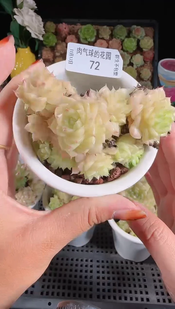 1117-72群生不包整