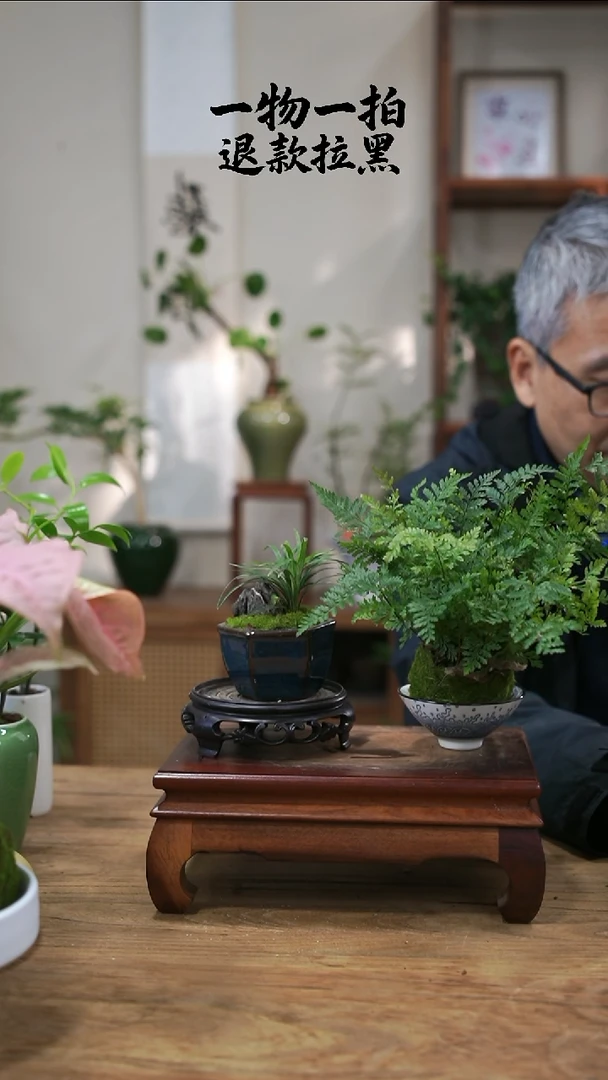 完全开放S***y狼尾蕨+玉龙草062