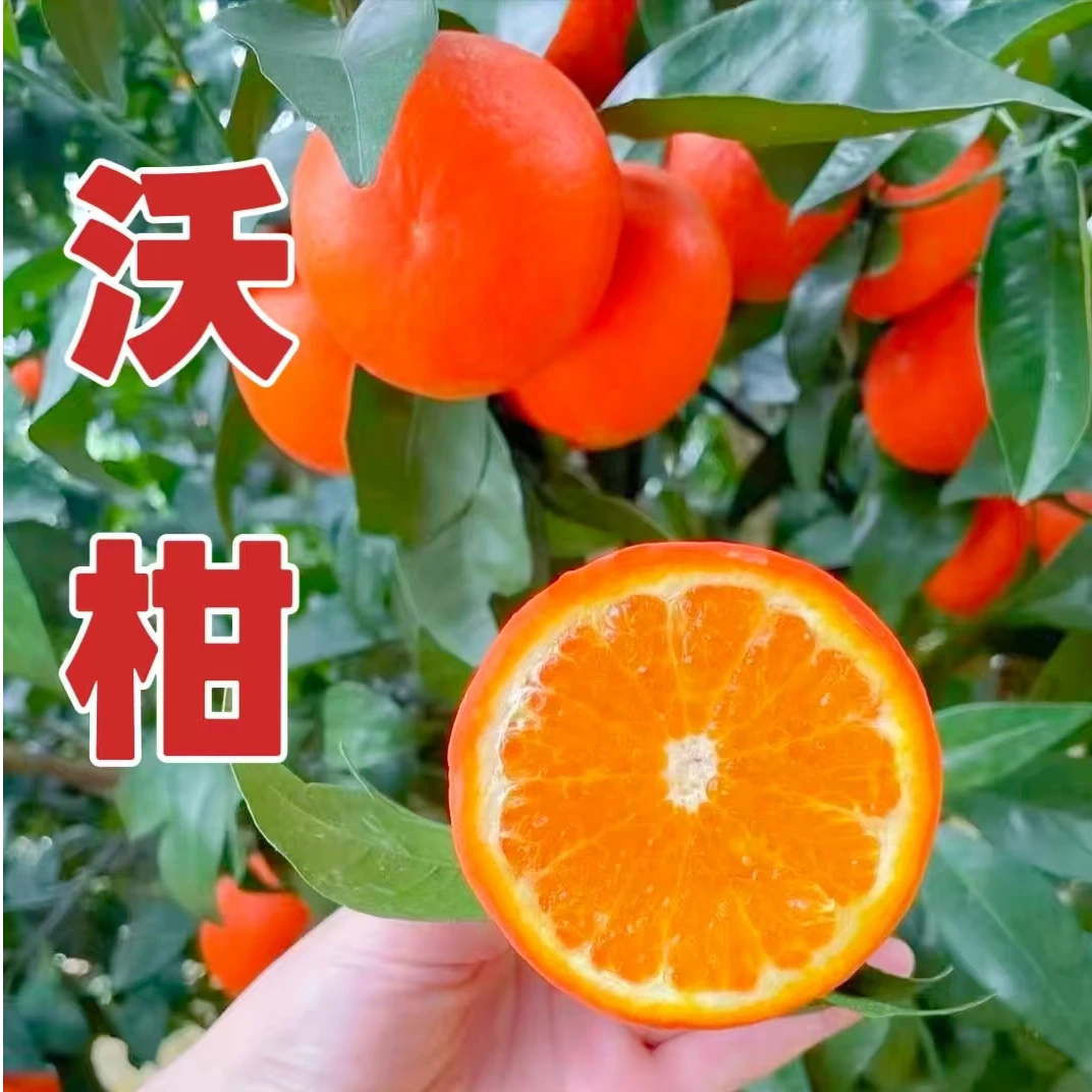 【沃柑】柑橘果树苗 嫁接苗  盆栽地栽 产量高 易管理 晚熟品种