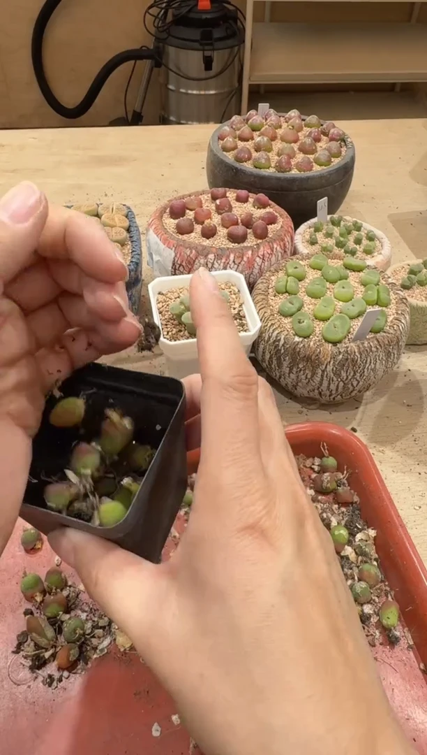 18-318多肉植物肉锥