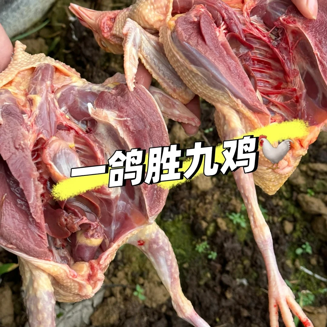 【顺丰生鲜】新鲜土鸽子 农家散养飞天鸽 独立包装 拍3只送1只