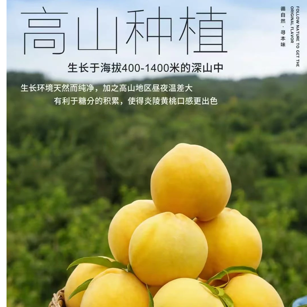 次日达【顺丰冷链包邮现拍现发】精品高山炎陵黄桃3斤当季新鲜水果桃子桃子同城送湖南省
