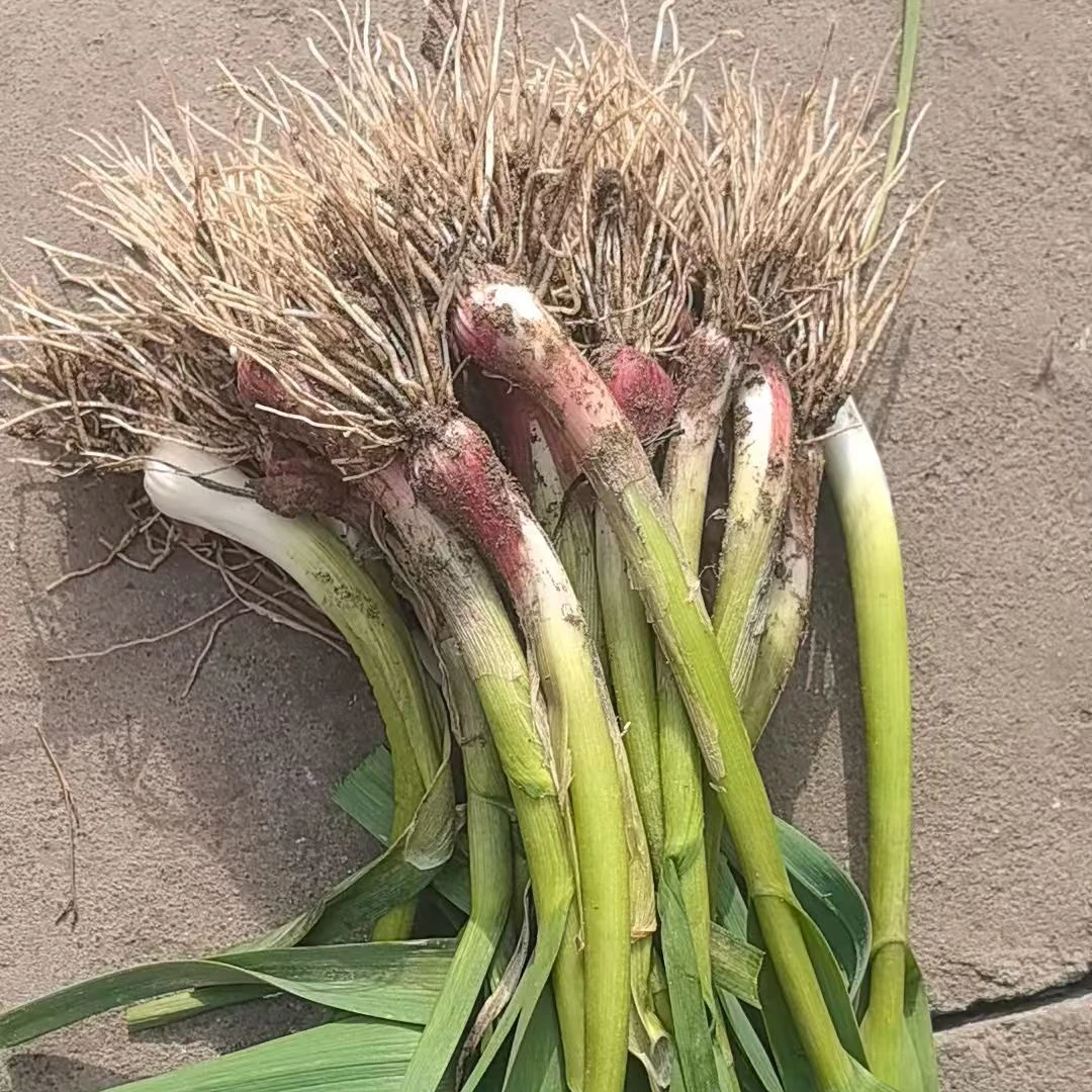 湖北松滋本地蒜苗自家种植 好吃健康 现砍现发应季蔬菜