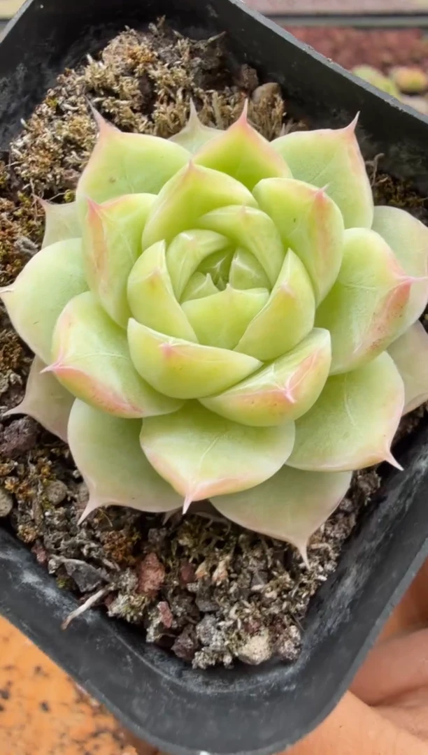 东云多肉园二店-321