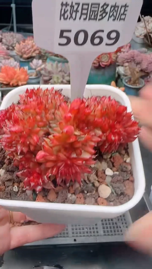 【闪购商品】5069夜精灵