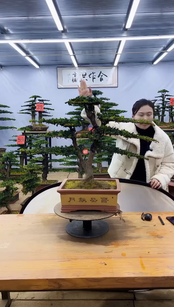【闪购商品】高端盆景一物一拍，所见即所得