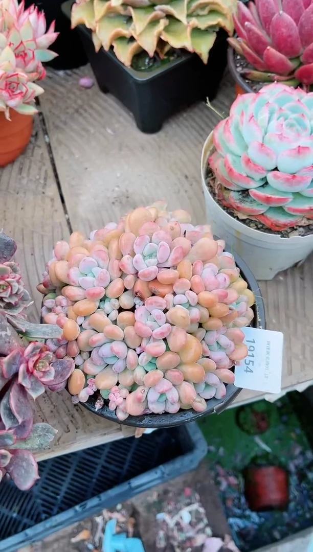 【闪购商品】19154多肉