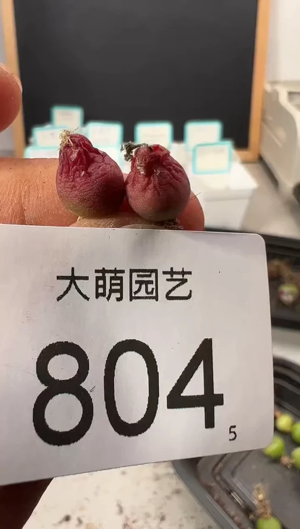 【闪购商品】++++804