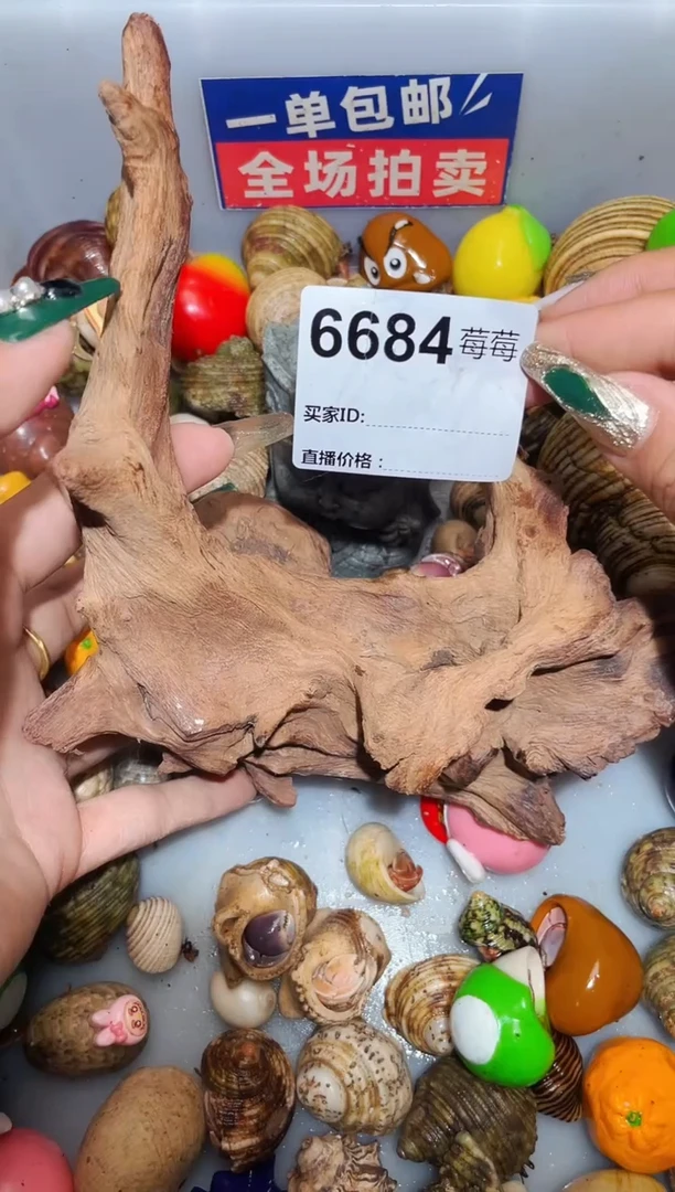 陌派甄选寄居蟹6684