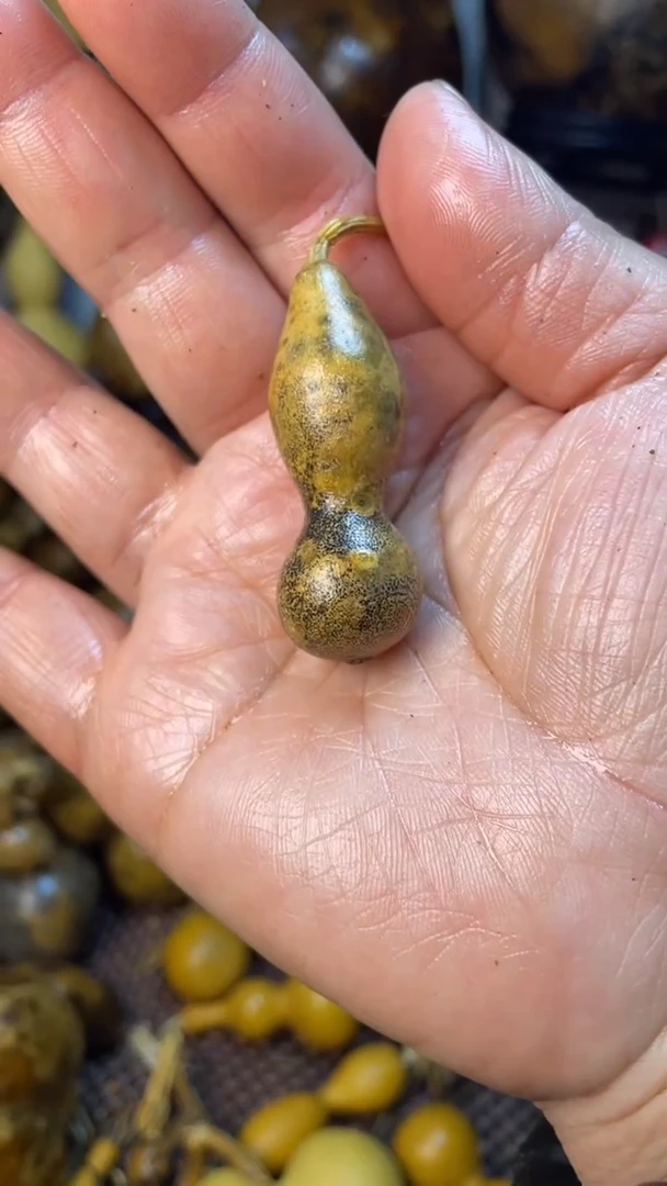 【闪购商品】葫芦葫芦葫芦葫芦葫芦葫芦