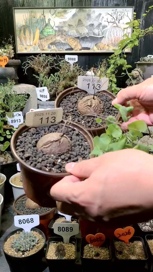 113号1120福利南非龟甲龙买一送一