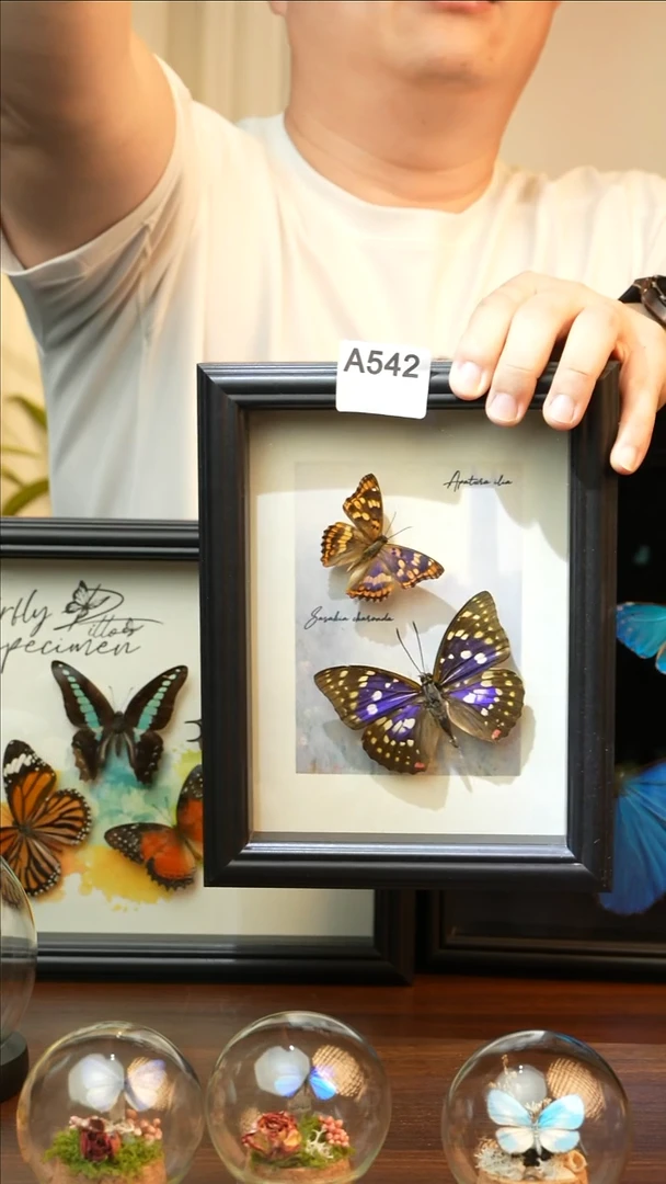 柳紫蛱蝶大紫蛱蝶组合A542