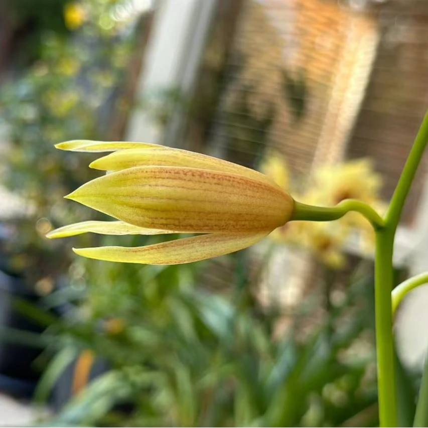 云南兰花（自选链接30-100)绿植奇花浓香好养多花造景虎头兰艺草