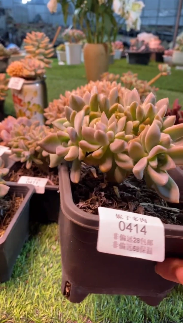 0414（满28包邮发货）