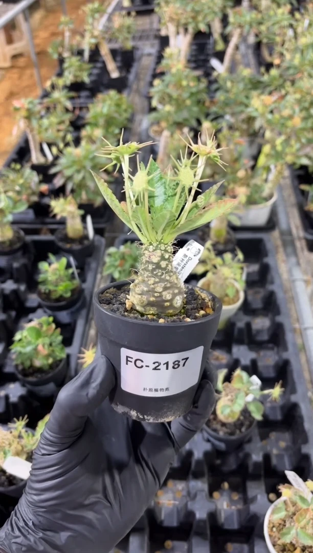 新种琉桑FC-2187