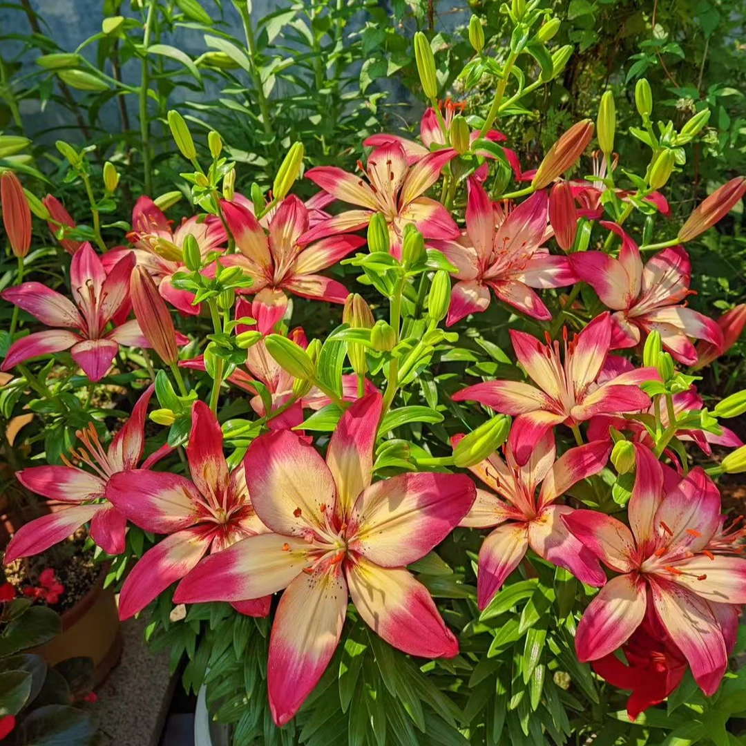 四季可种1个【心弦】16/18 百合花球庭院阳台花球