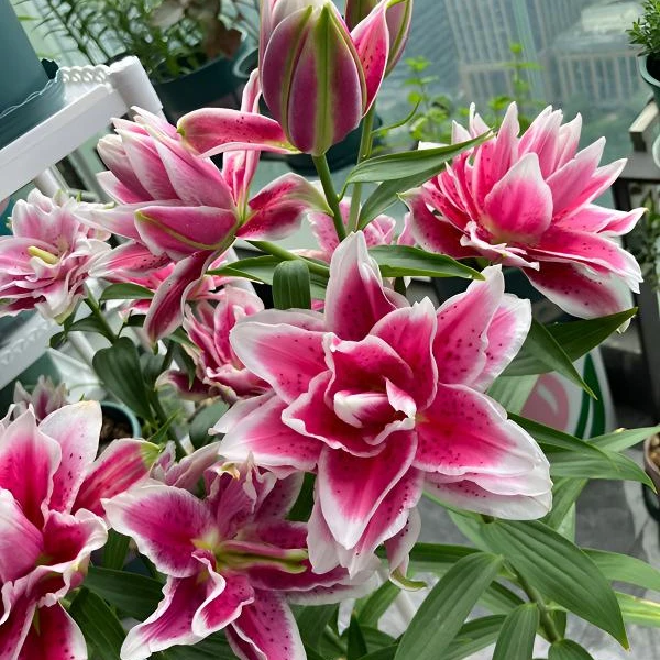 【火星之恋】盆栽阳台庭院香水百合百合花盆栽种球重瓣百合花种球