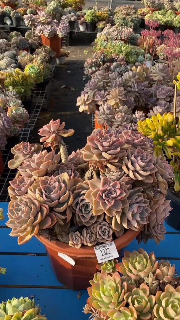 【闪购商品】1322哈利