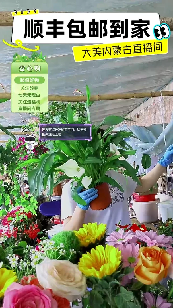 完全开放白色马蹄莲