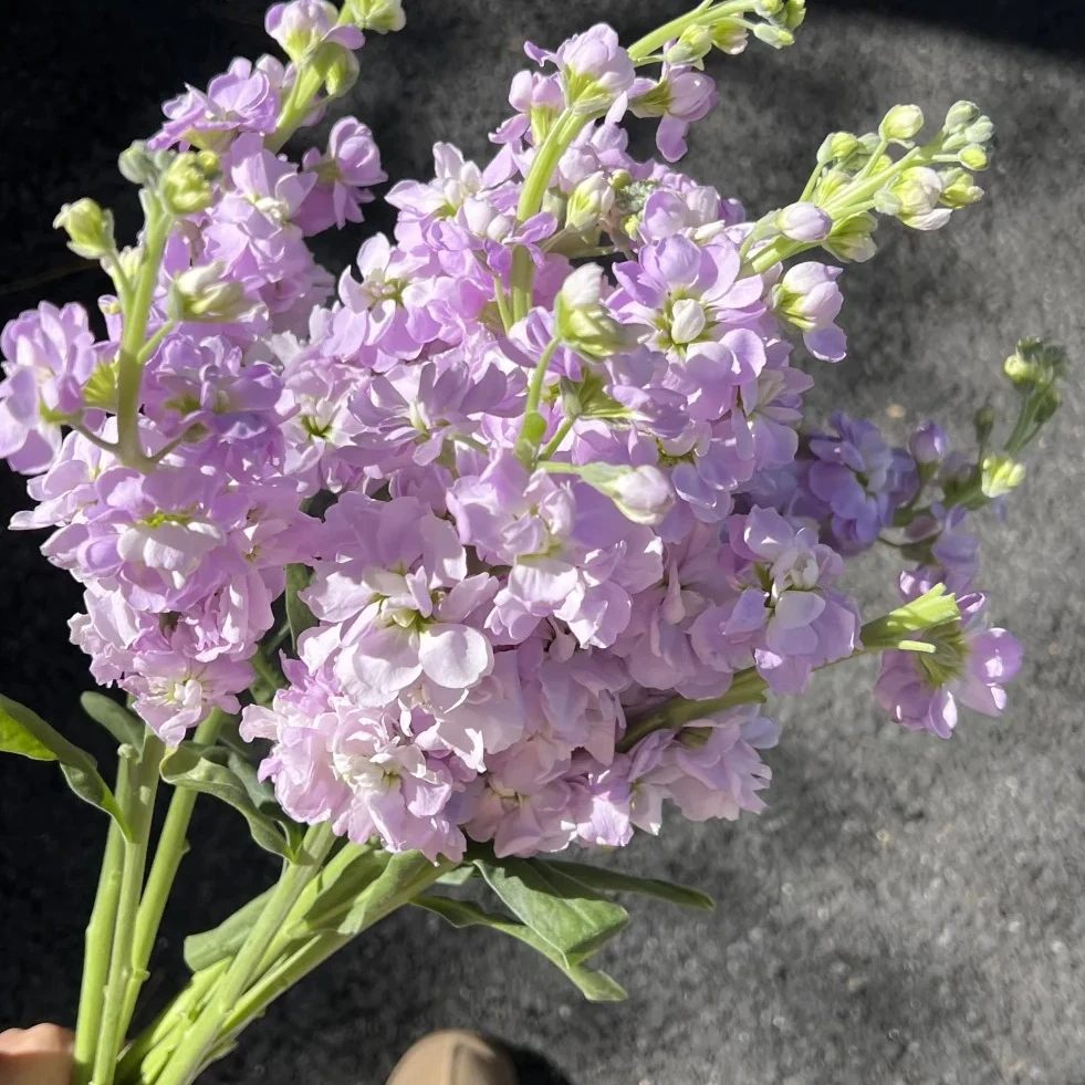 【源头优选老六】紫色重瓣紫罗兰 /元旦福利任意2单升级快递