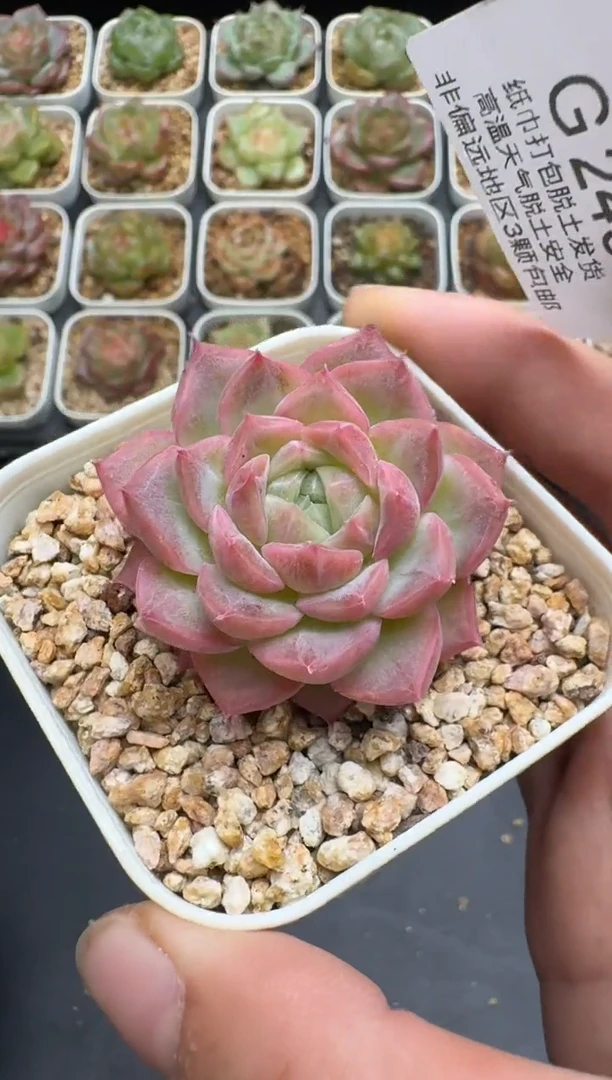 244G云禹多肉植物 脱土纸巾打包 3颗包邮