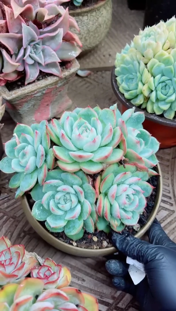 惜17025多肉植物一物一拍