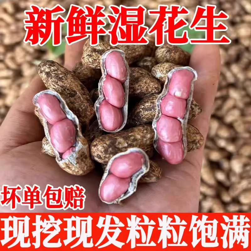 新鲜湿花生带壳花生现挖当季新鲜泥壳花生水煮生吃农家小花生新鲜