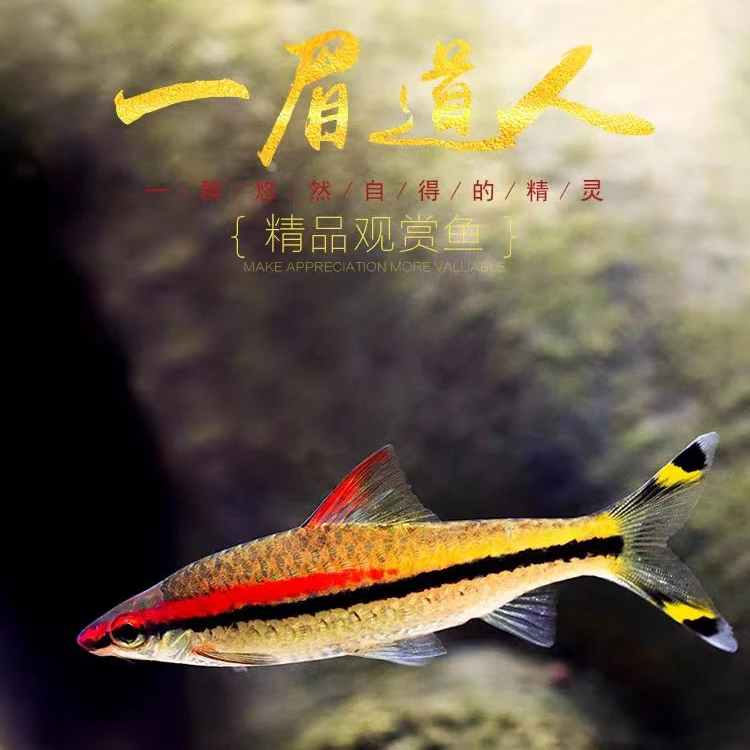 一眉道人印尼一眉草缸群游观赏鱼