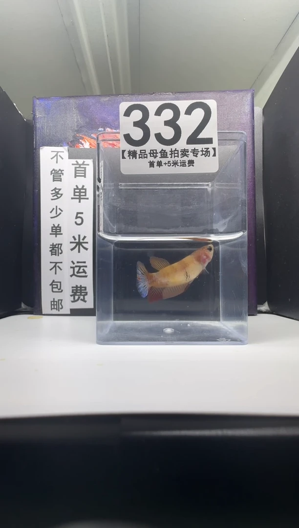 斗鱼母鱼编号：332