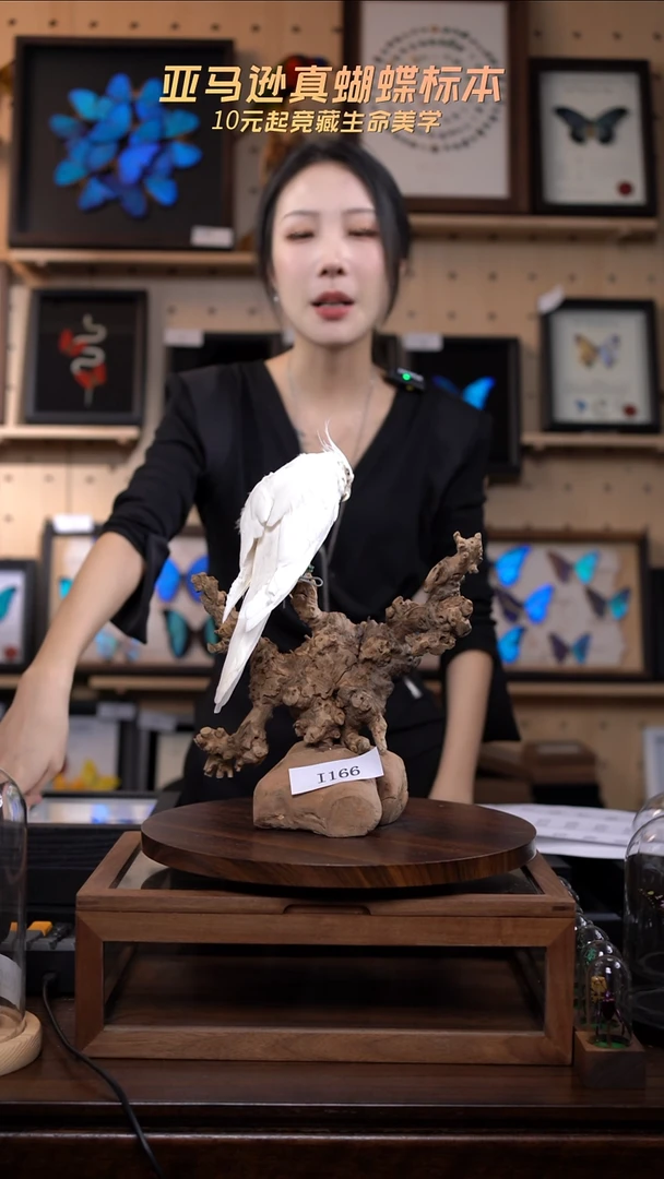 动物标本摆件I166