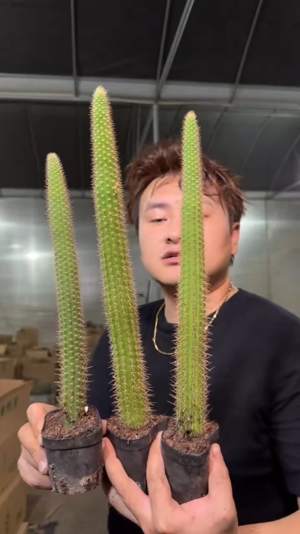 3颗 彩舞柱【带根】高20-30cm