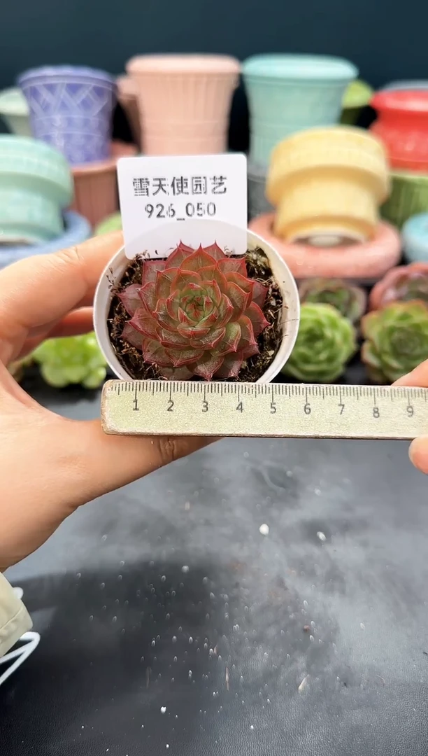 926-050青山（冠幅5cm）