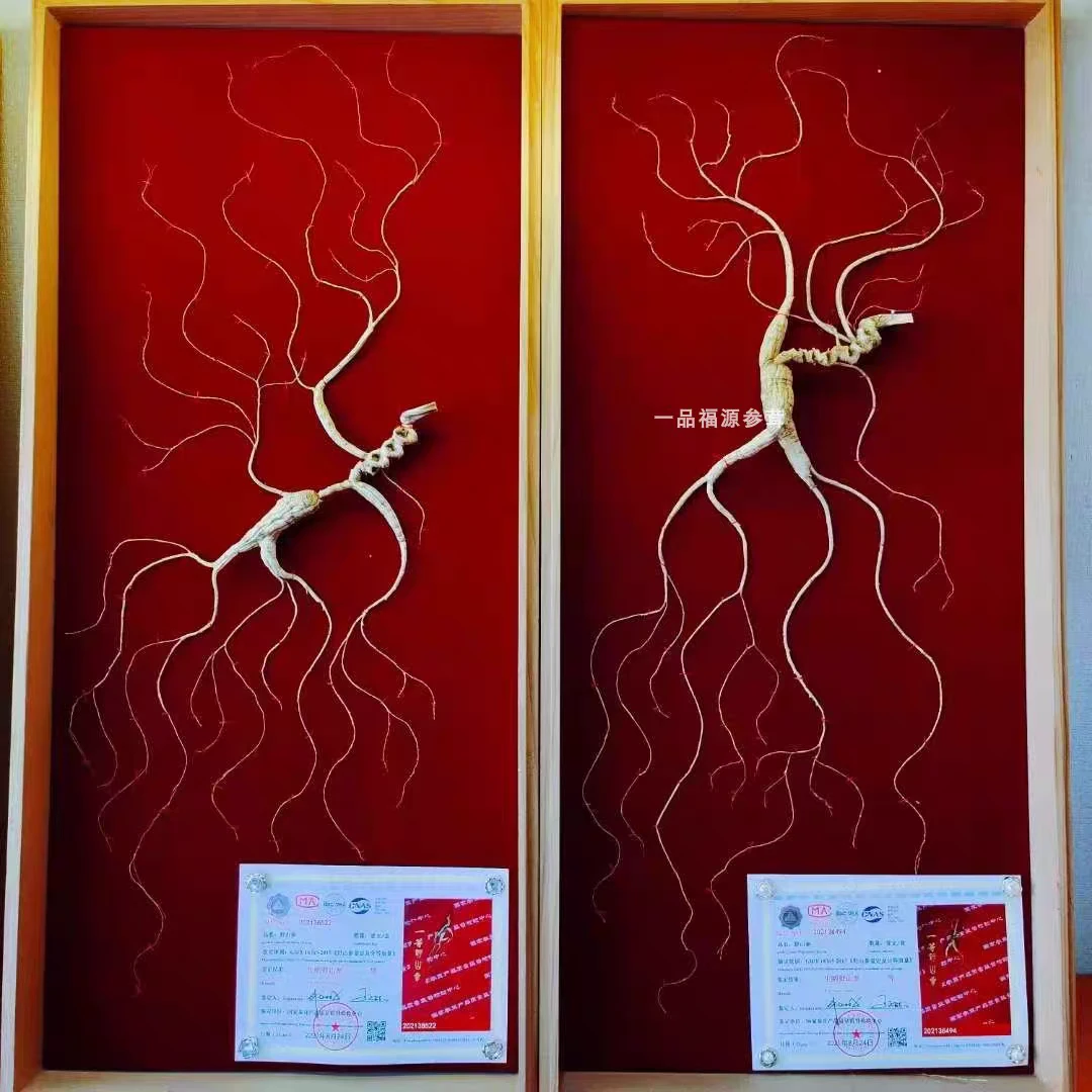 【国检一等野山参】80厘米 长白山人参 干林下参