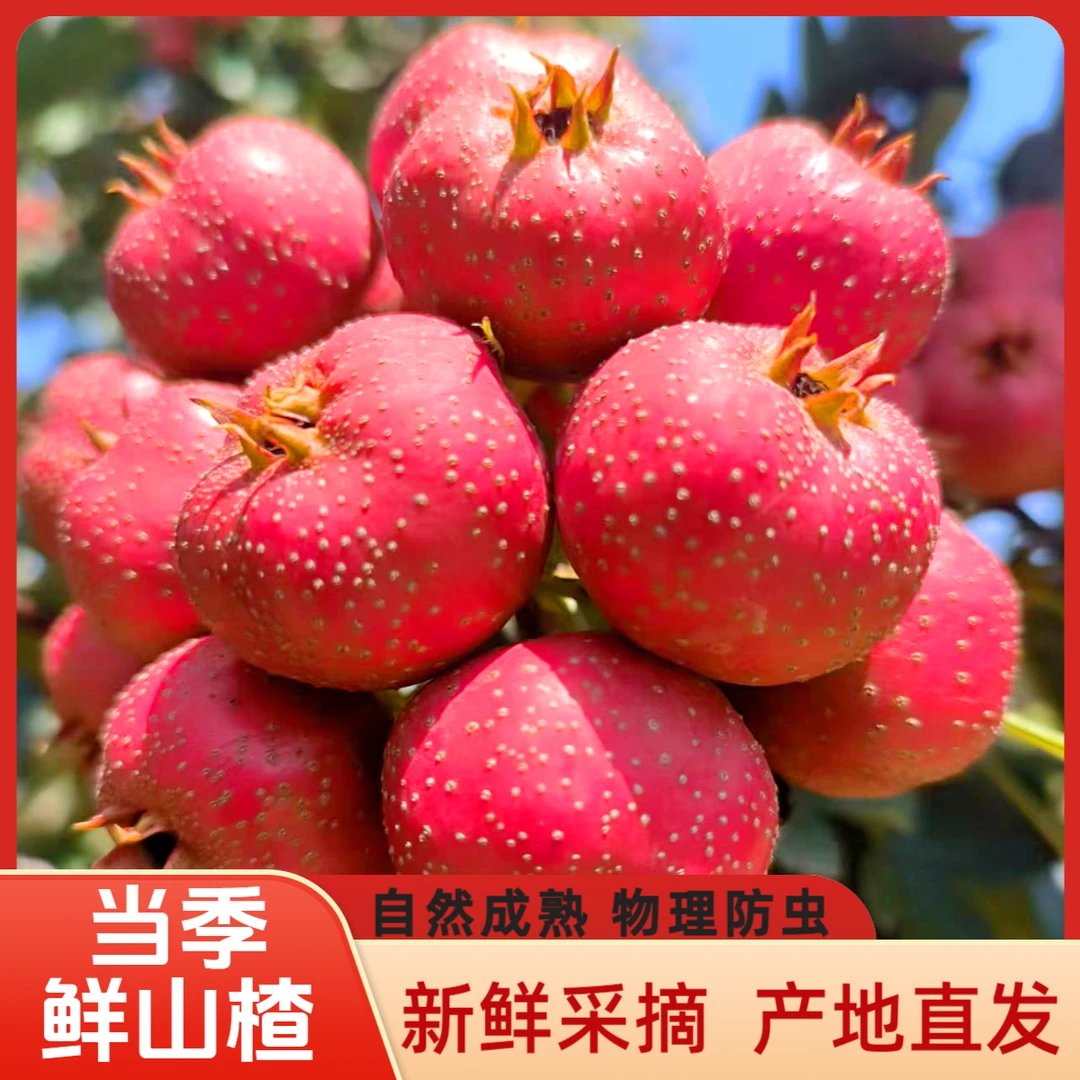 当季新鲜山楂酸甜雪球冰糖葫芦山里歪把红果子大金星五棱产地直发
