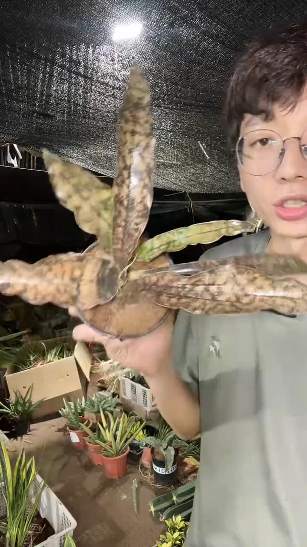 枯叶虎皮兰带盆土29.9