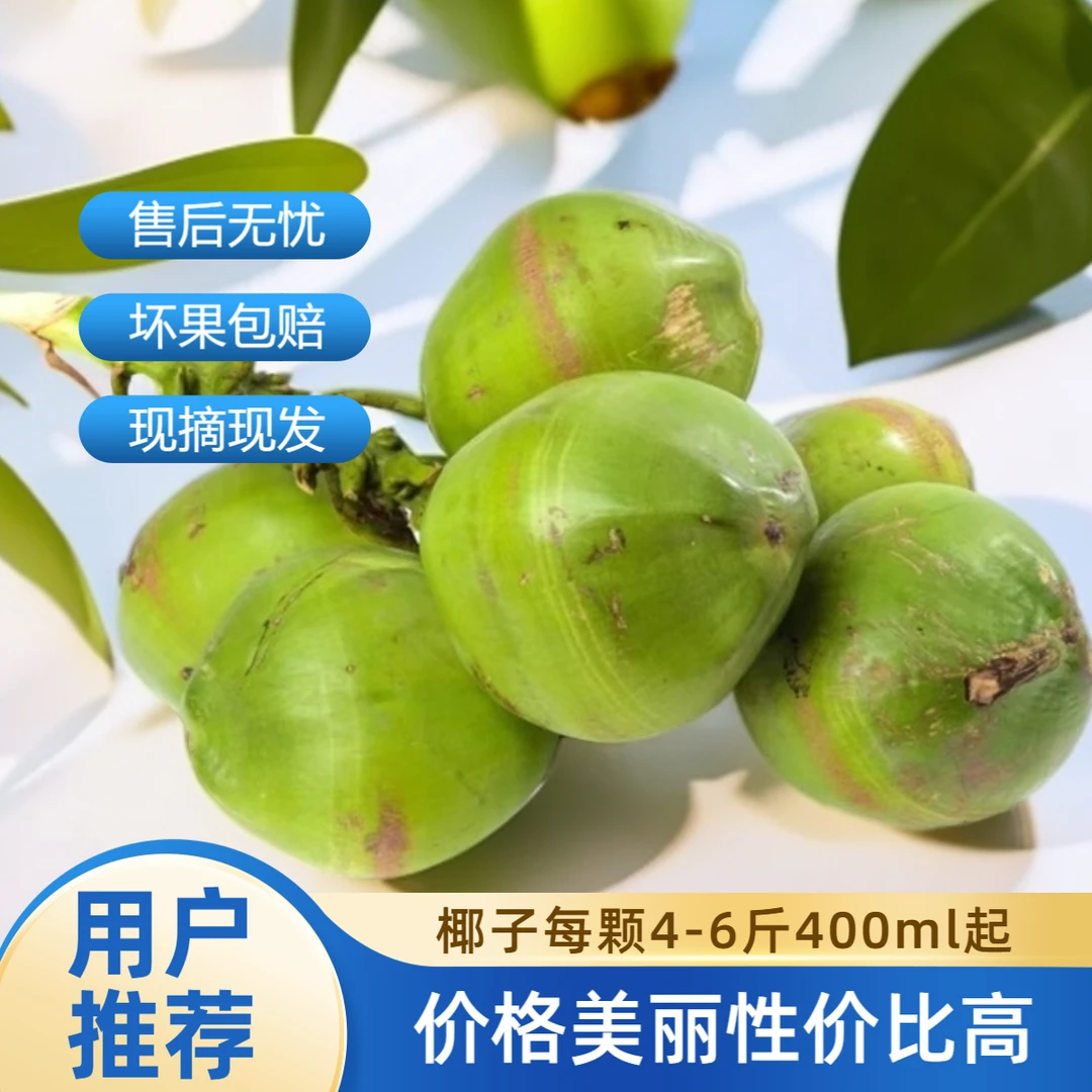 海南带皮椰子孕妇宝妈水果椰林新鲜采摘保水量400ML起产地直发
