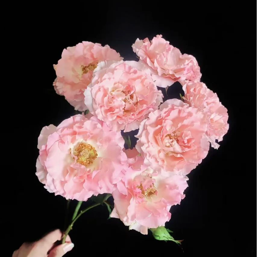 人鱼公主 多头玫瑰 云南基地鲜花直发