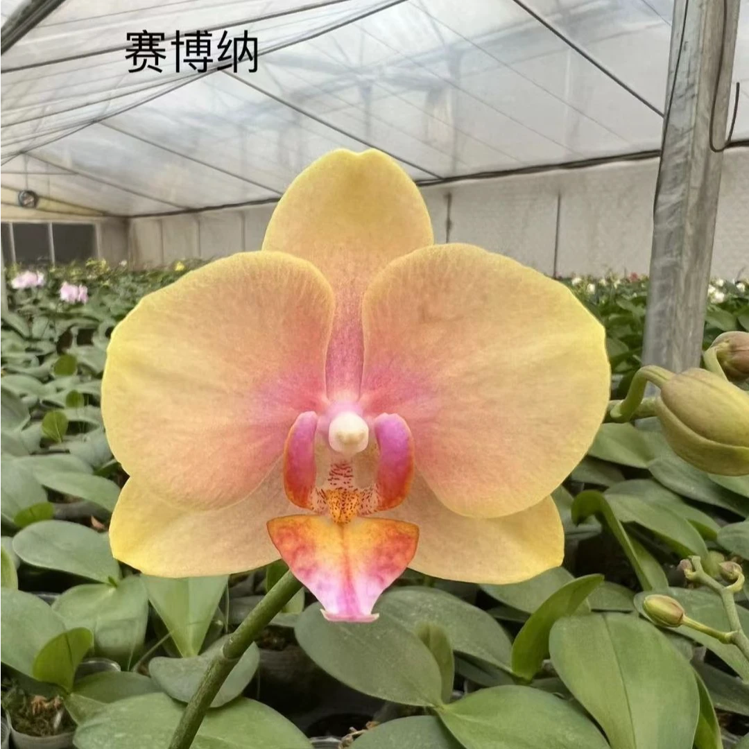 【瑕疵大】赛博纳1花剑带花全开3.0
