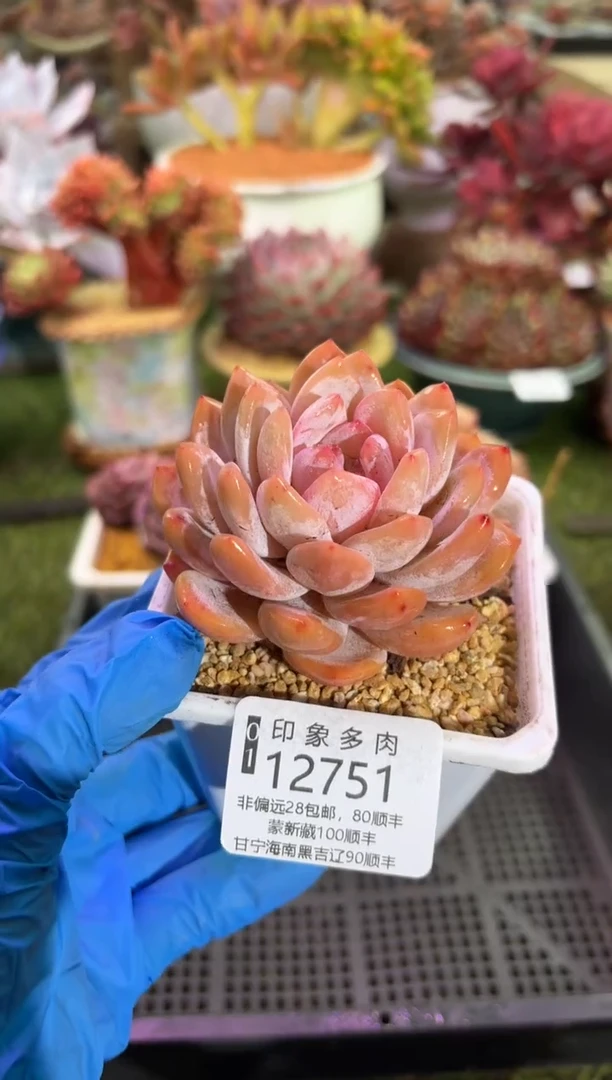 【闪购商品】12751