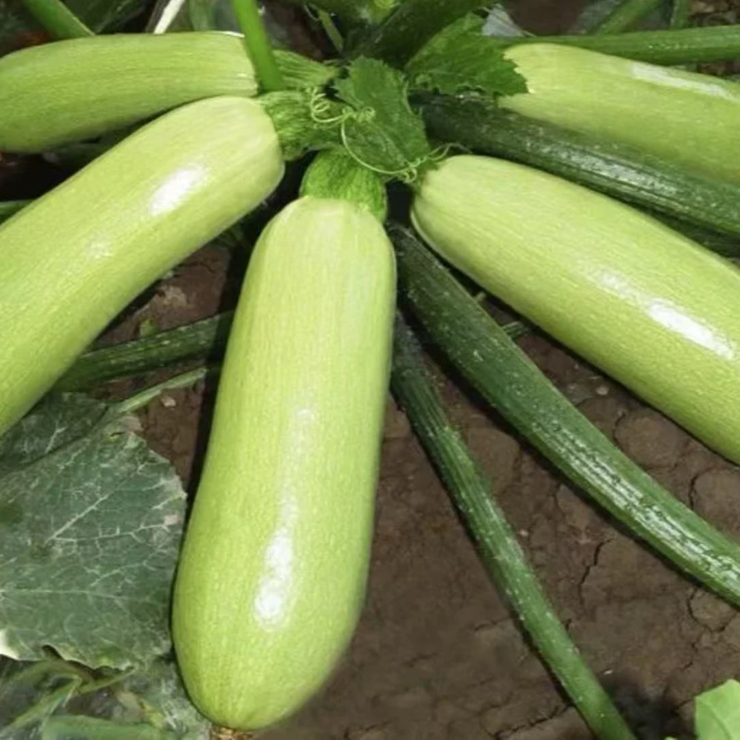 山东特产西葫芦茭瓜新鲜采摘