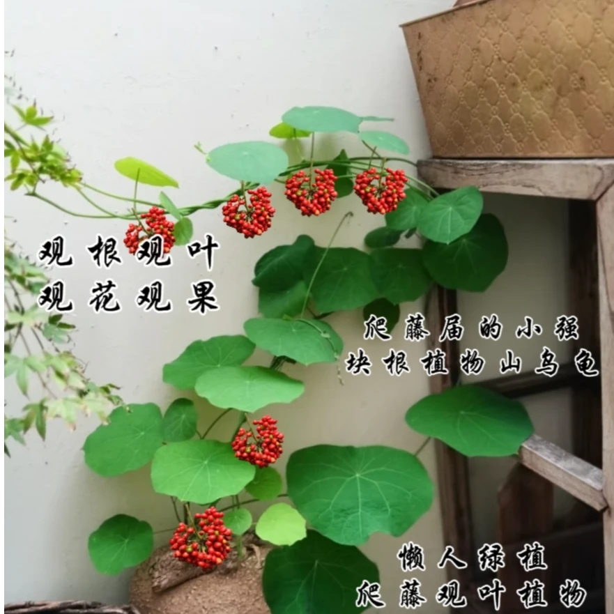 云南血藤山乌龟爬藤植物绿植盆景临时链接