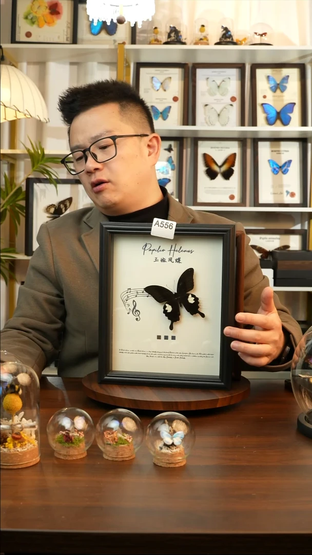 玉斑凤蝶（10寸方黑色新款框）A556